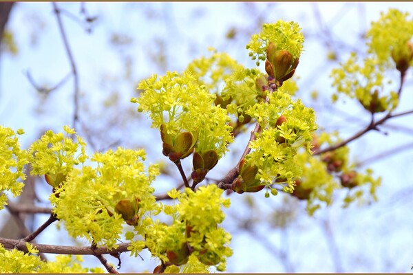 До одеського парку Перемоги прийшла весна: дивись, як це гарно фото 8