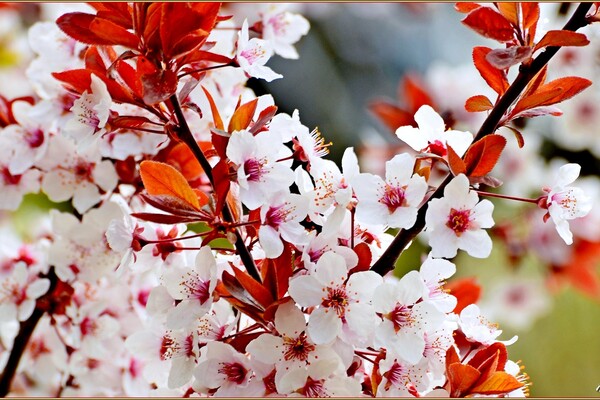В одесский парк Победы пришла весна: смотри, как это красиво фото 13