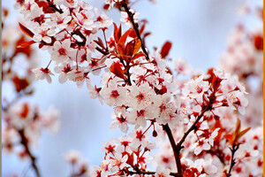 В одесский парк Победы пришла весна: смотри, как это красиво фото 19