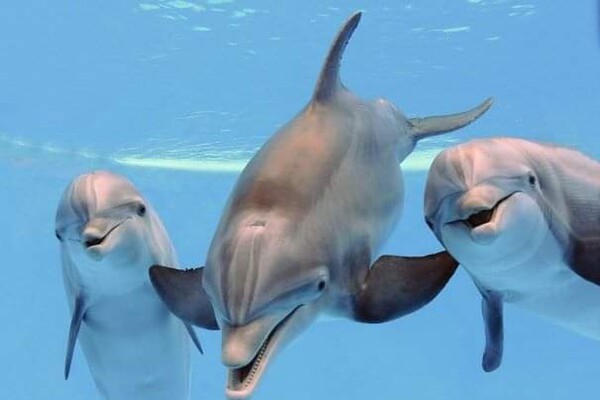 К побережью Одесской области приплыли дельфины фото