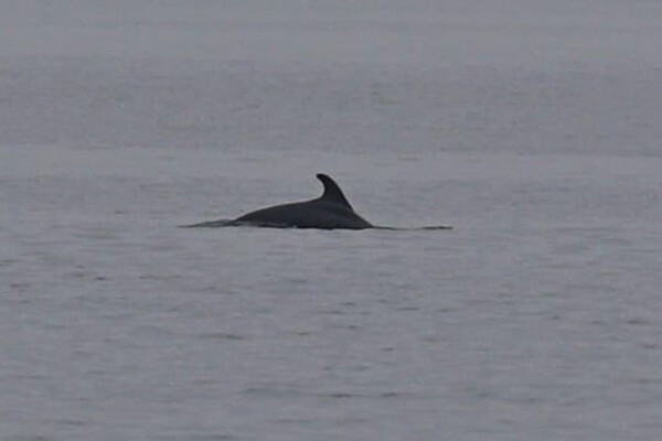 К побережью Одесской области приплыли дельфины фото 2