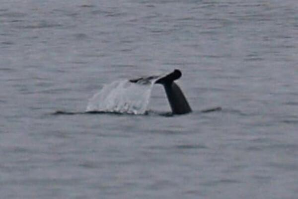 К побережью Одесской области приплыли дельфины фото 3