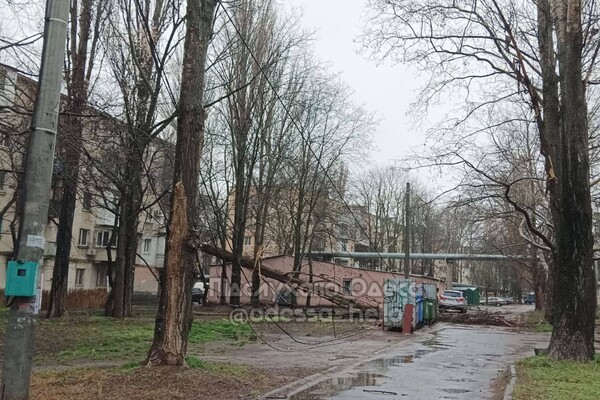 В Одесі розпочався деревопад і зупинилися трамваї (оновлено) фото