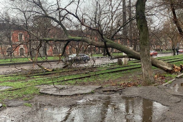 В Одесі розпочався деревопад і зупинилися трамваї (оновлено) фото 1
