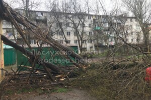 В Одесі розпочався деревопад і зупинилися трамваї (оновлено) фото 2