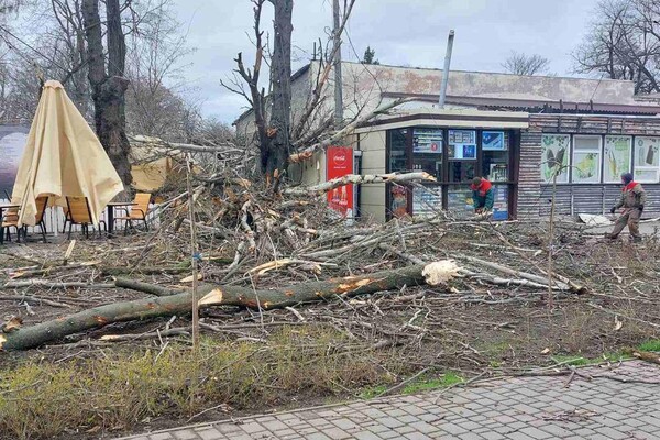 В Одесі розпочався деревопад і зупинилися трамваї (оновлено) фото 6