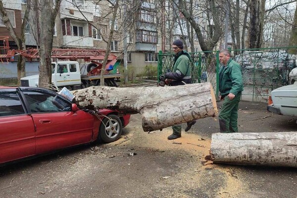 В Одессе начался древопад и остановились трамваи (обновлено) фото 7