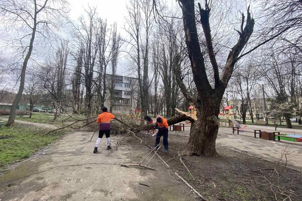 В Одесі розпочався деревопад і зупинилися трамваї (оновлено) фото 8