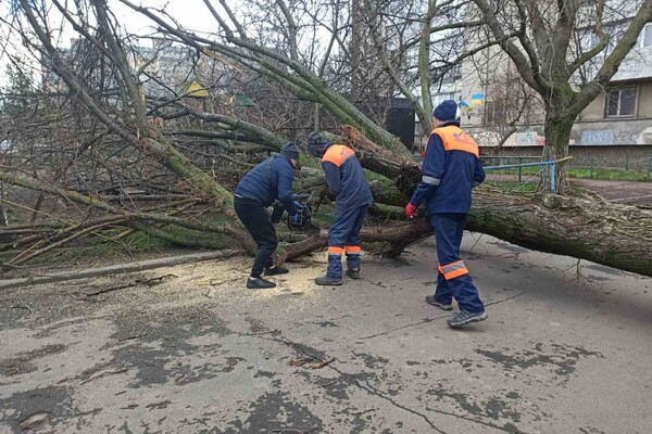 В Одесі розпочався деревопад і зупинилися трамваї (оновлено) фото 9