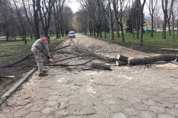 В Одесі розпочався деревопад і зупинилися трамваї (оновлено) фото 10