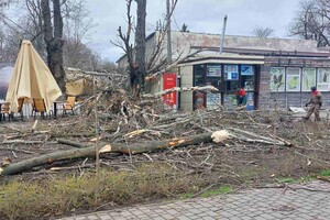 В Одесі розпочався деревопад і зупинилися трамваї (оновлено) фото 15