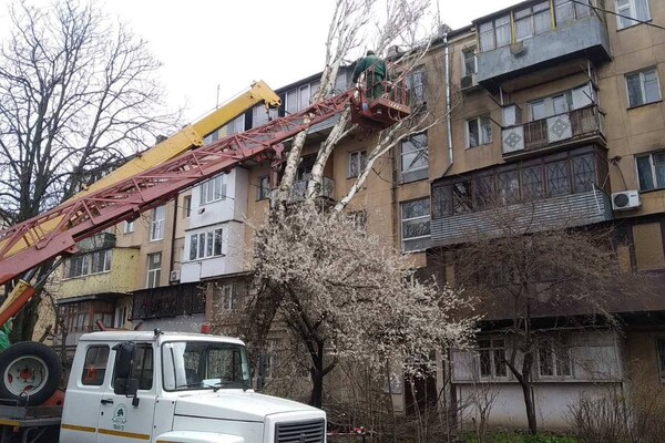 В Одессе начался древопад и остановились трамваи (обновлено) фото 22
