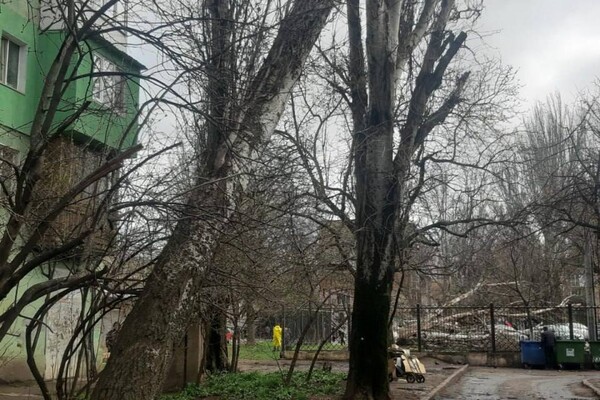 В Одессе начался древопад и остановились трамваи (обновлено) фото 24