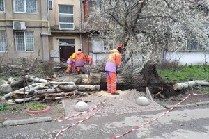В Одессе упавшее дерево повредило женщине ноги фото
