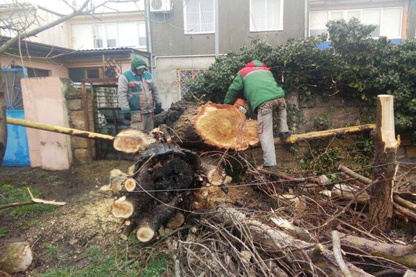 В Одессе упавшее дерево повредило женщине ноги фото 2
