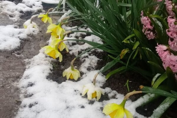 В Одесской области посреди апреля выпал снег фото