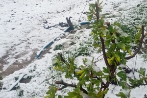 В Одесской области посреди апреля выпал снег фото 1