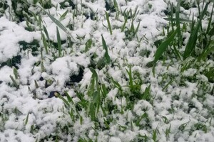 В Одесской области посреди апреля выпал снег фото 2