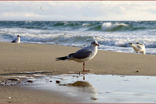 Волны, чайки и люди на побережье: фотопрогулка в одесскую Отраду  фото 4