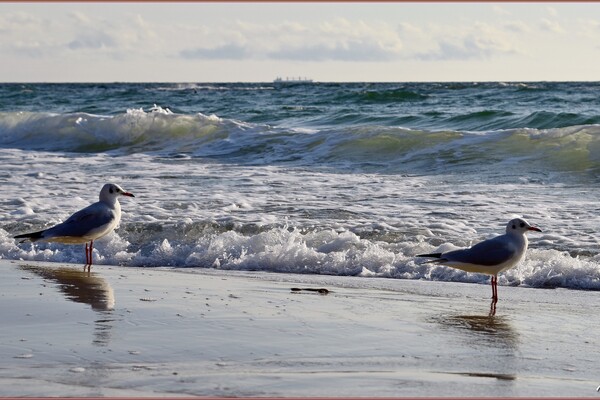 Хвилі, чайки та люди на узбережжі: фотопрогулянка в одеську Раду фото 12