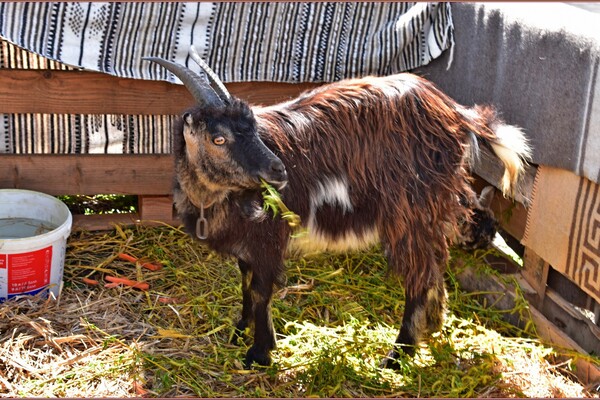 Легионеры и суд над Христом: в Одессе состоялась пасхальная реконструкция фото 4