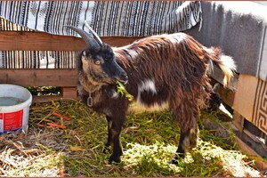 Легионеры и суд над Христом: в Одессе состоялась пасхальная реконструкция фото 4