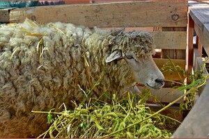 Легионеры и суд над Христом: в Одессе состоялась пасхальная реконструкция фото 14