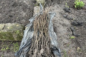 В Одессе высадили саженцы дубов Шевченко в Одессе фото 3