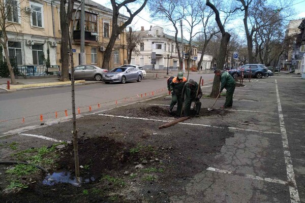 В Одессе высадили клены, вишни, акации и кедры фото