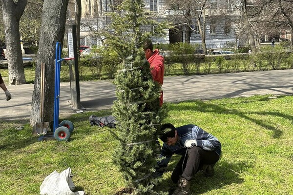 В Одессе высадили клены, вишни, акации и кедры фото 6