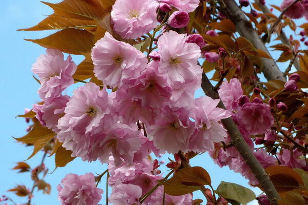 В Одесі цвітуть сакури: де помилуватися фото 2