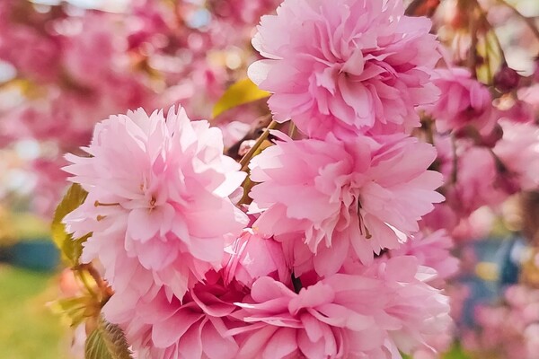 В Одесі цвітуть сакури: де помилуватися фото 5