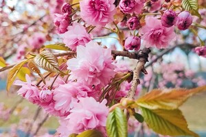 В Одесі цвітуть сакури: де помилуватися фото 6