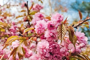 В Одесі цвітуть сакури: де помилуватися фото 7