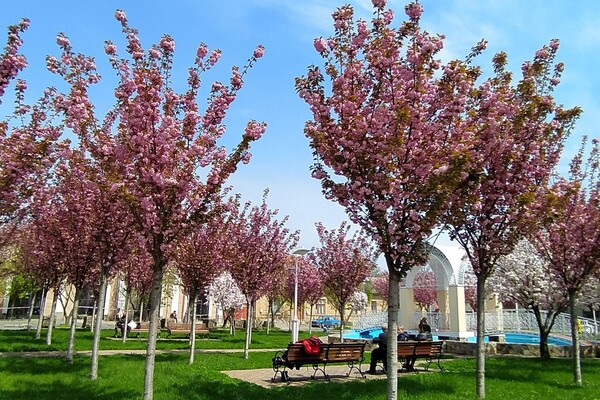 В Одессе цветут сакуры: где полюбоваться фото 8
