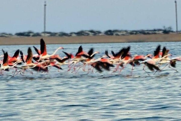 В Одесскую область прилетели розовые фламинго (фото) фото 1