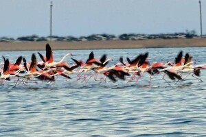 В Одесскую область прилетели розовые фламинго (фото) фото 1