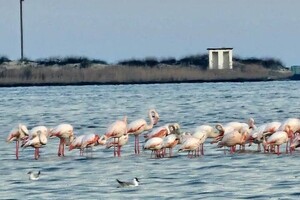 В Одесскую область прилетели розовые фламинго (фото) фото 2