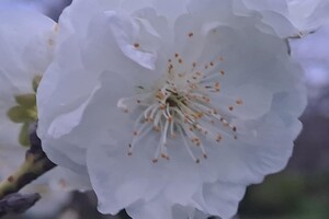 Магнолии, сакуры и экзотические цветы: в Одесском ботсаду началось активное цветение фото
