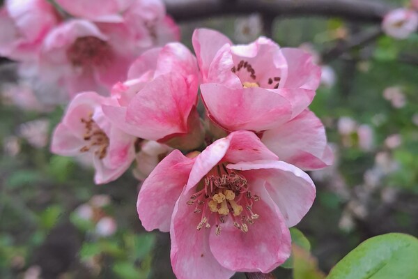 Магнолии, сакуры и экзотические цветы: в Одесском ботсаду началось активное цветение фото 2