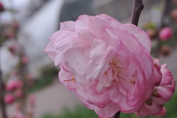 Магнолии, сакуры и экзотические цветы: в Одесском ботсаду началось активное цветение фото 3