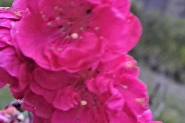 Магнолии, сакуры и экзотические цветы: в Одесском ботсаду началось активное цветение фото 7