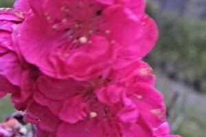 Магнолии, сакуры и экзотические цветы: в Одесском ботсаду началось активное цветение фото 7