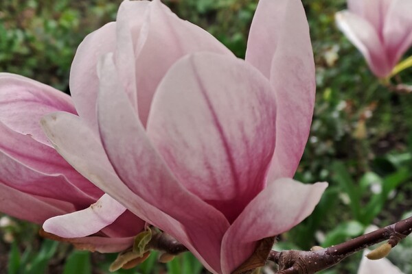 Магнолии, сакуры и экзотические цветы: в Одесском ботсаду началось активное цветение фото 9