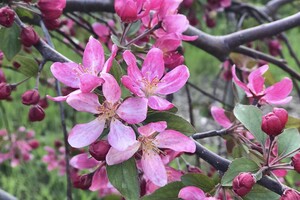 Магнолии, сакуры и экзотические цветы: в Одесском ботсаду началось активное цветение фото 17