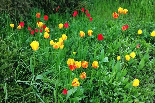 Магнолии, сакуры и экзотические цветы: в Одесском ботсаду началось активное цветение фото 20