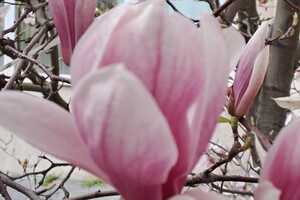 Магнолии, сакуры и экзотические цветы: в Одесском ботсаду началось активное цветение фото 21