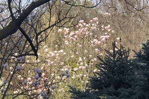 Магнолии, сакуры и экзотические цветы: в Одесском ботсаду началось активное цветение фото 23