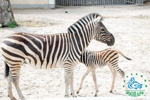 В Одесском зоопарке родился зебренок  фото