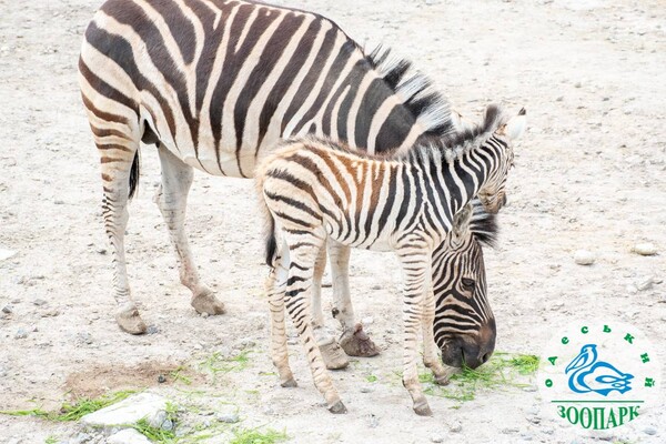 В Одеському зоопарку народилося зебреня фото 3